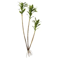 Trio de tiges de dracaena vert artificiel, 40″