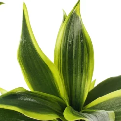 Trio de tiges de dracaena vert artificiel, 40″