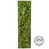 Vertical Green Wall with Succulents 60 x 18″