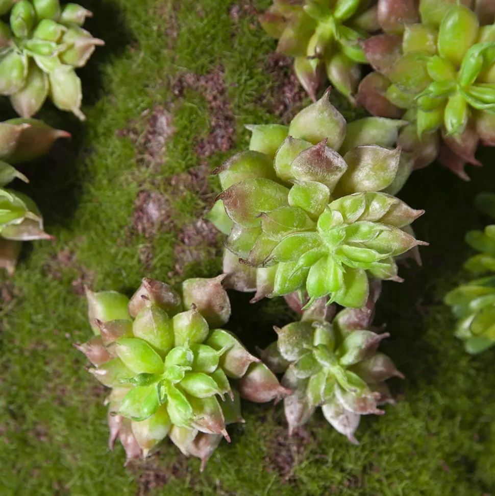 Vertical Green Wall with Succulents 60 x 18″