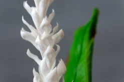 White Heliconia Stem With Greenery