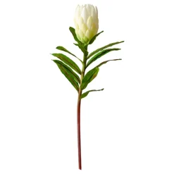 White King Protea, 21″