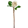 White King Protea, 22″