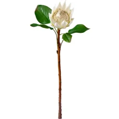 White King Protea, 22″
