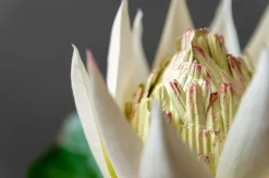 White King Protea, 22″