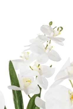 White orchid plant in gold standing planter