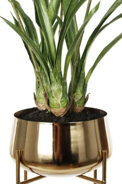 White orchid plant in gold standing planter